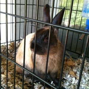 Meet your Posher, Debbie